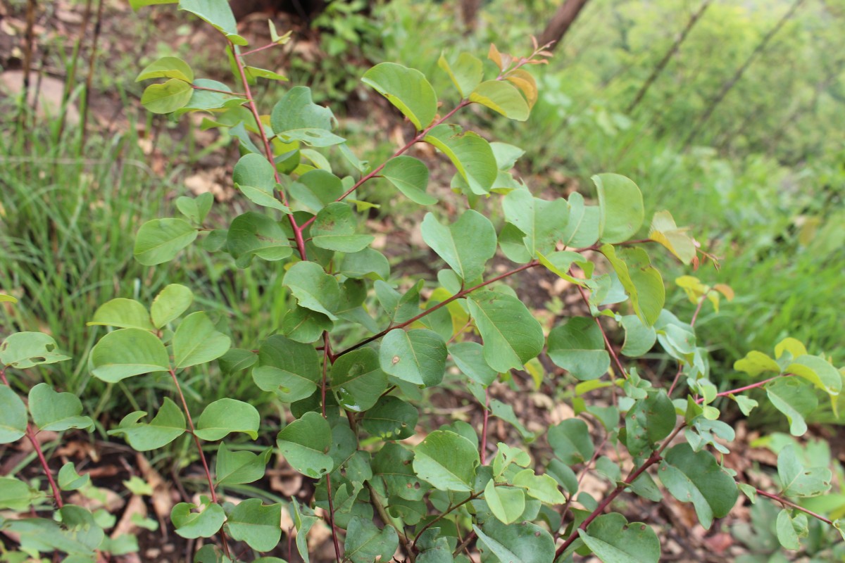 Terminalia anogeissiana Gere & Boatwr.